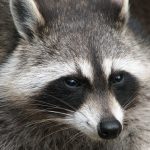 Raccoon in the wild