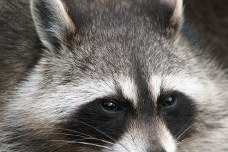 Raccoon in the wild