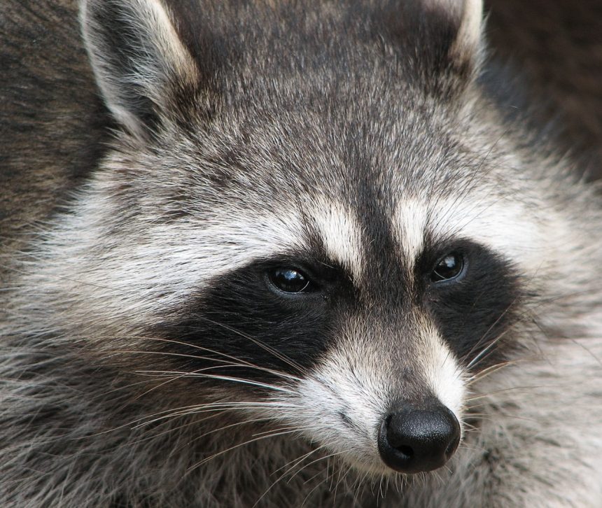 Raccoon in the wild